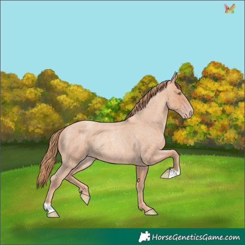 Horse Color:Gold Champagne Roan 