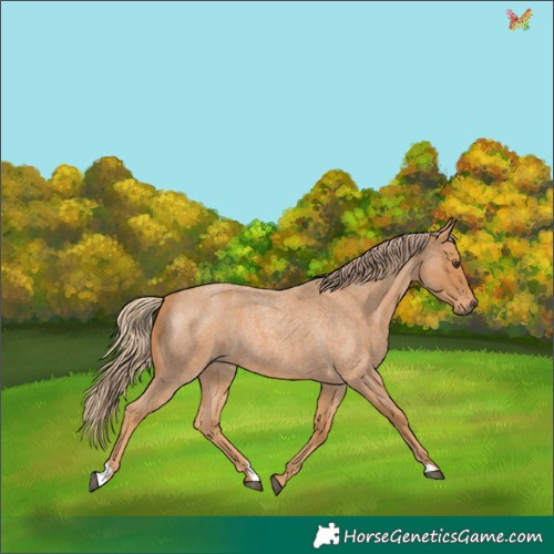 Horse Color:Red Roan 