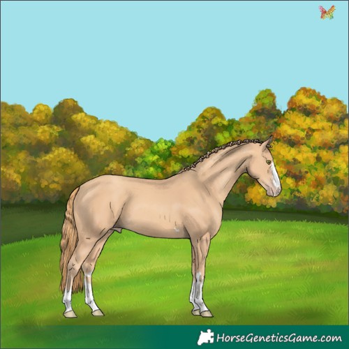 Horse Color:Gold Champagne 