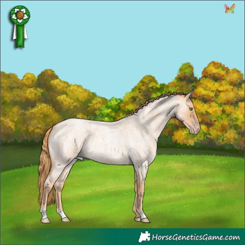 Horse Color:Gold Champagne Roan 