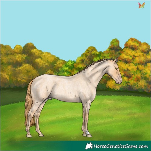 Horse Color:Gold Champagne Roan 