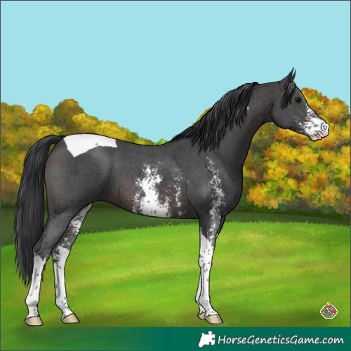 Horse Color:Brown Sabino Tobiano 