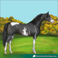 Horse Color:Brown Sabino Tobiano