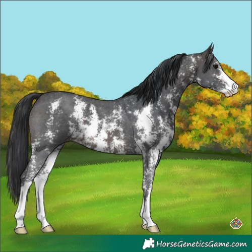 Horse Color:Brown Sabino