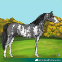 Horse Color:Brown Sabino 