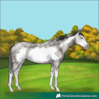 Horse Color:White Spotted Grullo Sabino Splash Frame 