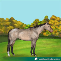 Horse Color:Bay Dun Appaloosa
