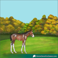 Horse Color:Bay Sabino Rabicano