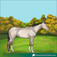 Horse Color:Sable Champagne Dun Rabicano