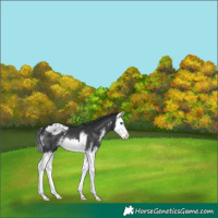 Horse Color:Black Sabino Splash Appaloosa 