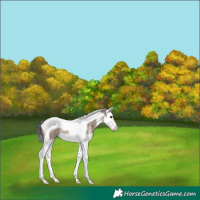 Horse Color:Brown Dun Sabino Splash Tobiano 