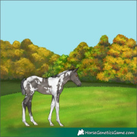 Horse Color:White Spotted Grullo Tobiano
