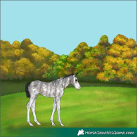 Horse Color:Brown Sabino