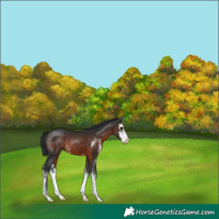 Horse Color:Brown Sabino