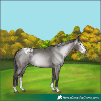 Horse Color:Gray Grullo Sabino Appaloosa Rabicano