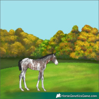 Horse Color:Brown Sabino Blanket Rabicano 