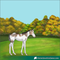 Horse Color:White Spotted Brown Dun Splash Frame