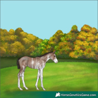 Horse Color:White Spotted Classic Champagne Rabicano 