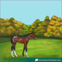 Horse Color:Brown Appaloosa 