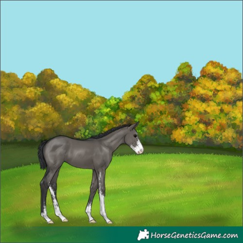 Horse Color:Grullo Sabino