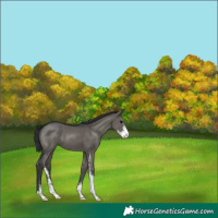 Horse Color:Grullo Sabino 