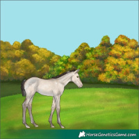 Horse Color:White Spotted Sable Champagne Dun 