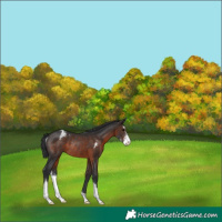 Horse Color:Brown Sabino Appaloosa Rabicano