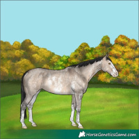 Horse Color:Brown Dun Sabino Rabicano 