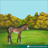 Horse Color:Brown Frame Rabicano 