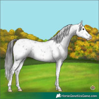 Horse Color:Brown Sabino Splash 