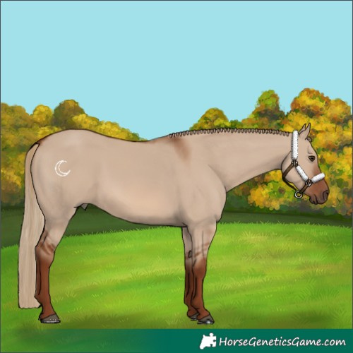 Horse Color:Red Dun 
