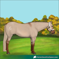 Horse Color:Red Dun 