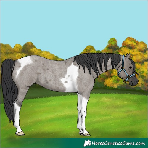 Horse Color:Grullo Roan Tobiano