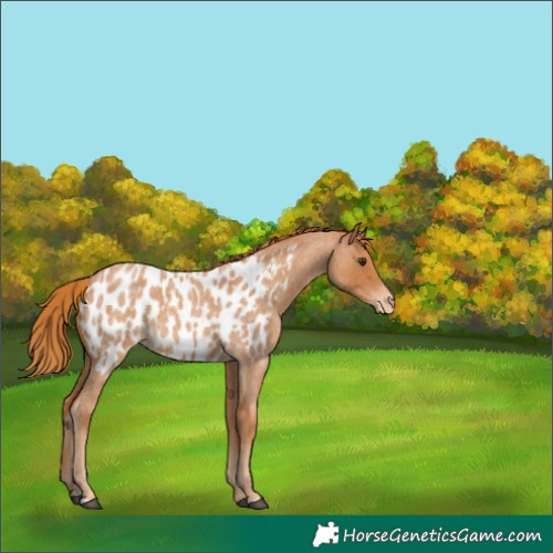 Horse Color:Red Roan Near Leopard Rabicano