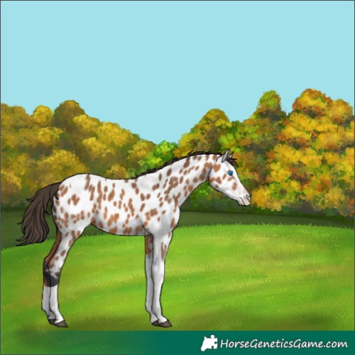 Horse Color:Bay Sabino Splash Tobiano Near Leopard 