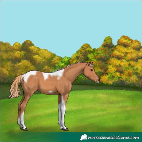 Horse Color:Chestnut Tobiano Frame 