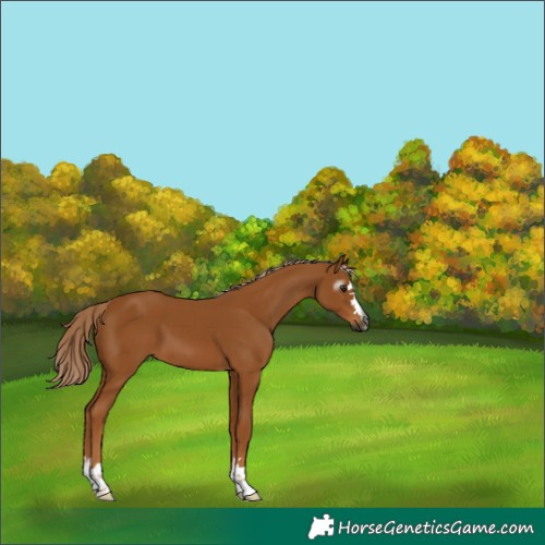 Horse Color:Gray Chestnut 