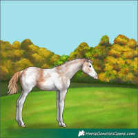Horse Color:White Spotted Chestnut Splash 