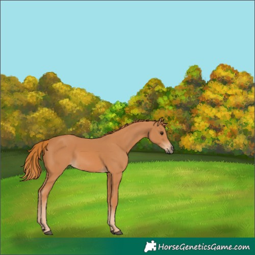 Horse Color:Chestnut 