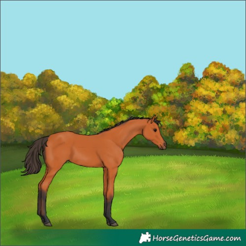 Horse Color:Bay 