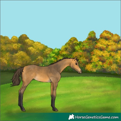 Horse Color:Buckskin 
