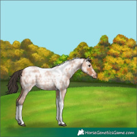 Horse Color:Bay Ice Roan Tobiano Rabicano 