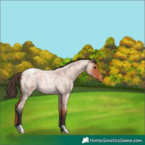 Horse Color:Bay Roan Varnish 