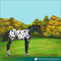 Horse Color:Black Tobiano Appaloosa 