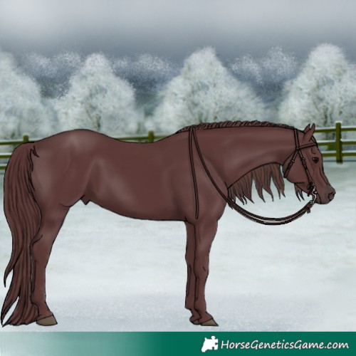 Horse Color:Chocolate Black 