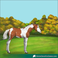 Horse Color:Silver Bay Splash Tobiano 