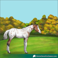 Horse Color:Bay Sabino Splash Tobiano Near Leopard 
