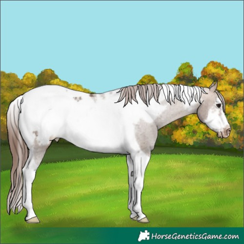 Horse Color:Bay Dun Tobiano Frame Appaloosa Rabicano 