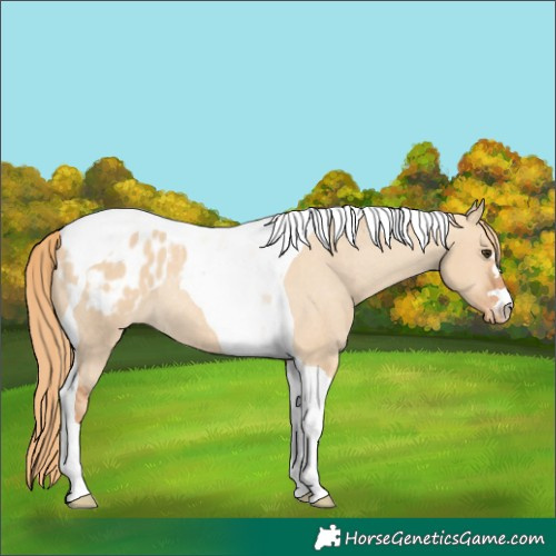 Horse Color:Red Dun Tobiano Blanket Rabicano 