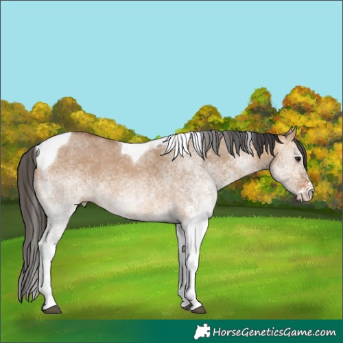 Horse Color:White Spotted Bay Dun Tobiano Rabicano 
